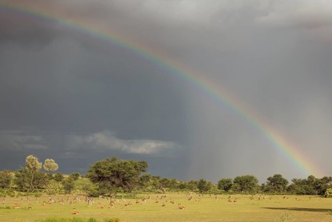 Springboks