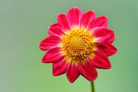 Garden dahlia