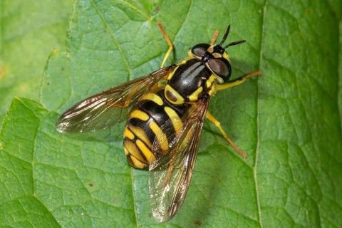 Verrall's Chrysotoxum veralli