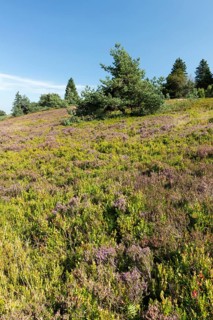 Flowering high heathland