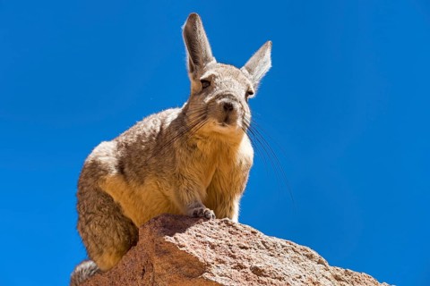 Southern Viscacha