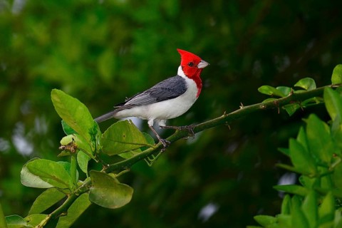 red-crested cardinal