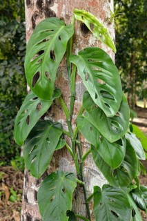 Philodendron