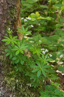 Sweet woodruff