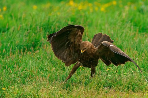 Lesser spotted eagle