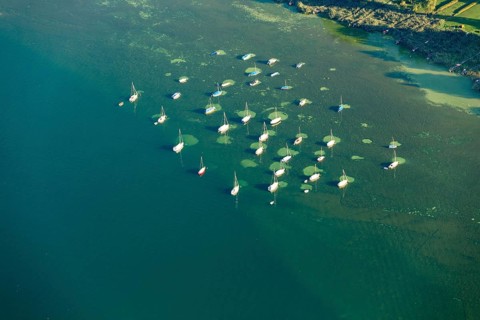 Buoy field