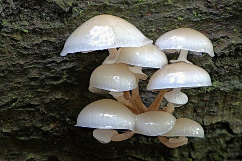 Porcelain fungi