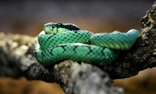 Sri Lankan green pit viper