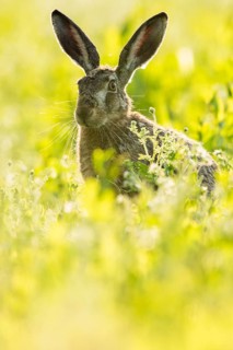 European hare