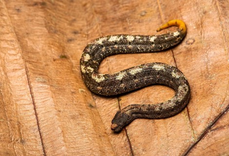 Northern eyelash boa