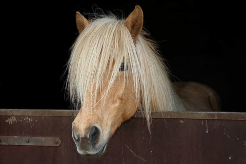 Iceland horse