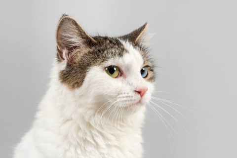 Pedigree cat Cymric