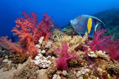 Halfmoon angelfish