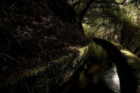 Levada water channel in the rainforest