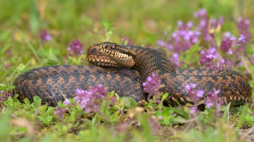 Common European viper