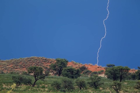Grass-grown sand dune and Camelthorn trees