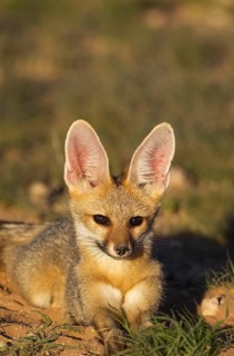 Cape Fox