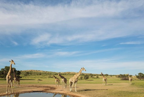Southern Giraffes