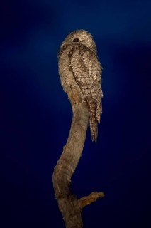 Great potoo