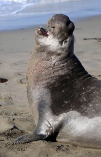 Northern Elephant Seal