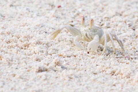 Ghost crab