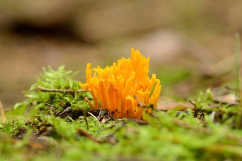Yellow stagshorn