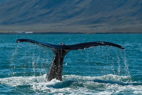 Tail