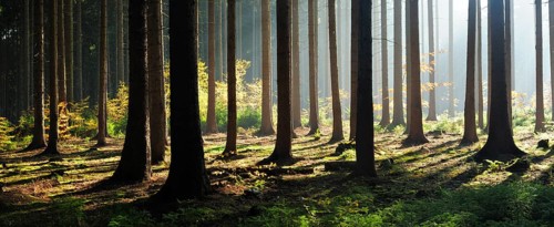 Spruce forest in autumn