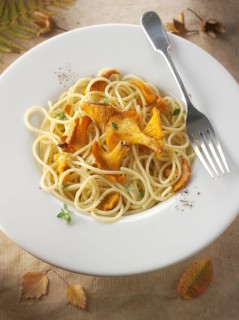 Wild organic chanterelle or girolle Mushrooms