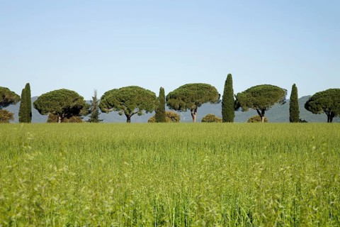 Row of pine and cypress