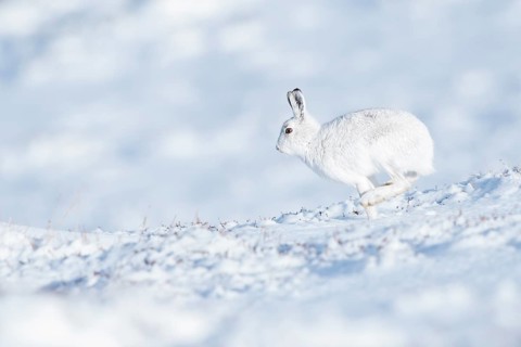 Mountain hare