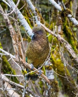 Kea