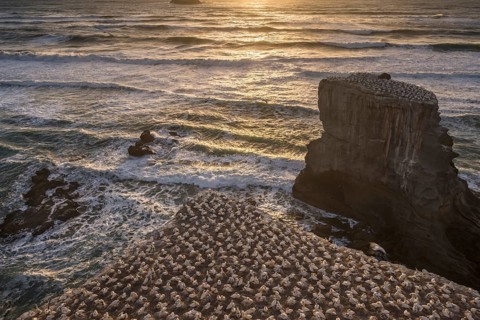 Australasian gannet
