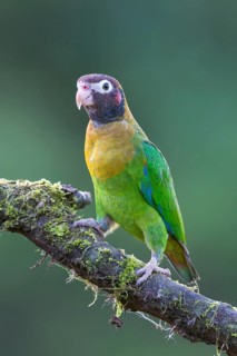 Brown-hooded parrot