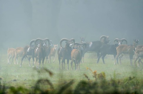 Mufflons