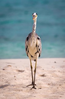 Grey Heron