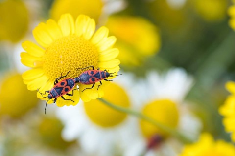 Firebugs