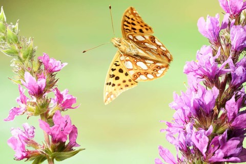 Queen of Spain fritillary