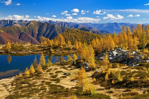 Larches