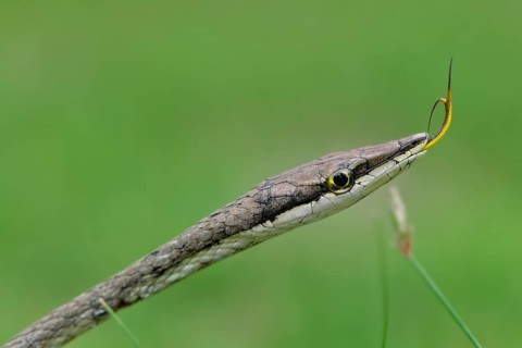 Mexican Vine Snake