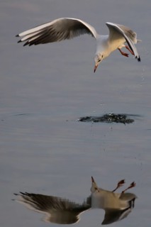 Black-headed gull