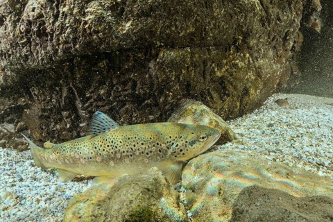 Riverine brown trout