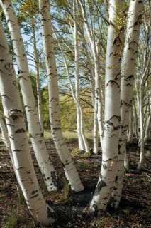 Endemic etna birch