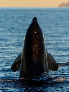 Orca or killer whale