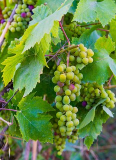 Grape vines with unripe blue grapes