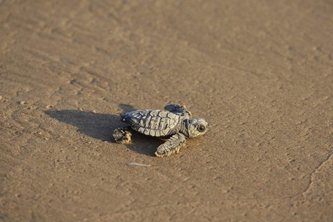 Kemp's ridley sea turtle