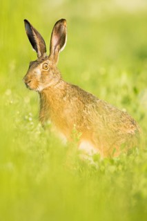 European hare