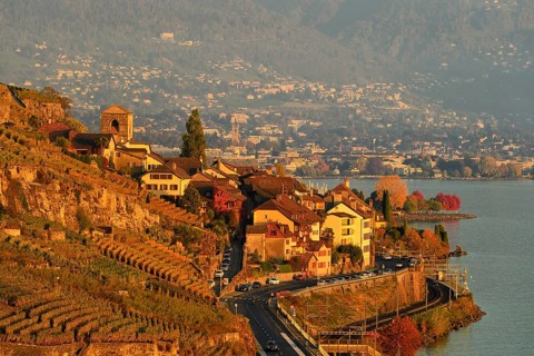 Vineyards in autumn
