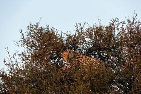 Leopard