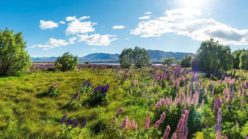 Purple large-leaved lupins